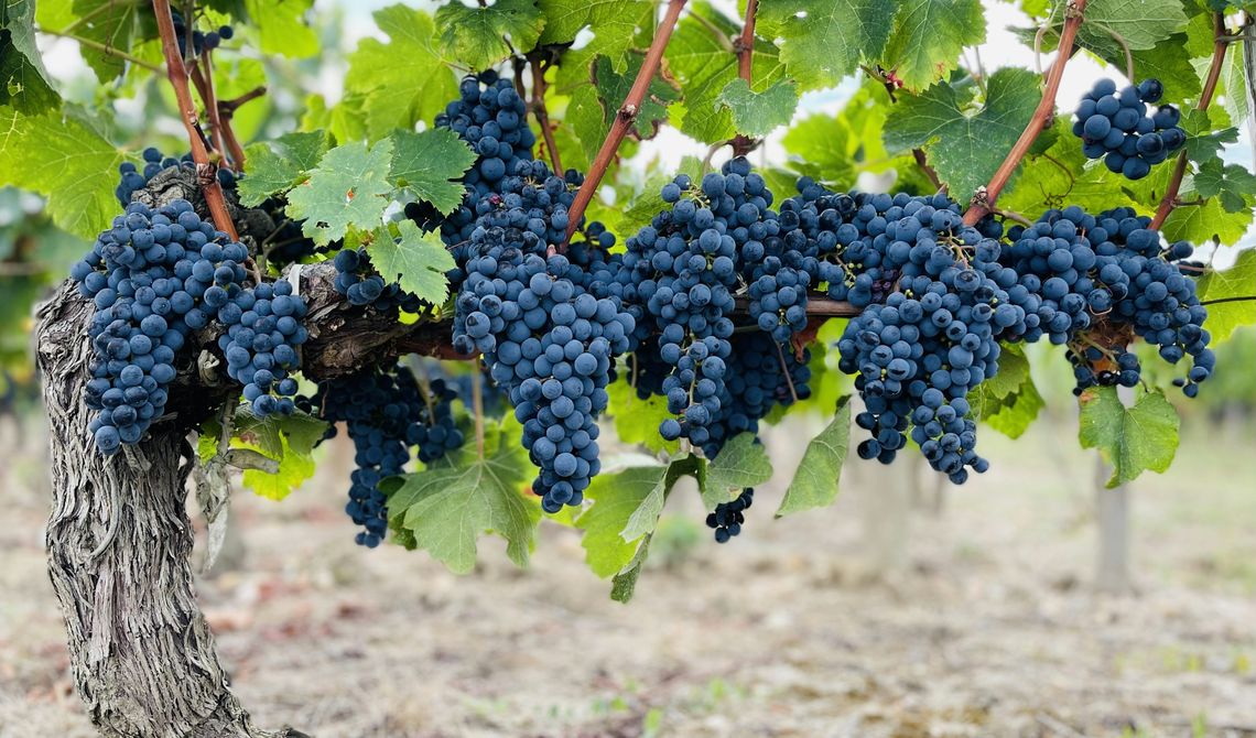 Cachos de uvas tintas numa videira antiga